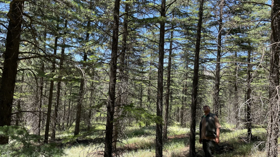 Elazığ'ın Orman Varlığında 20 Yıldaki Artış Ağın İlçesinin Yüz Ölçümünü Aştı