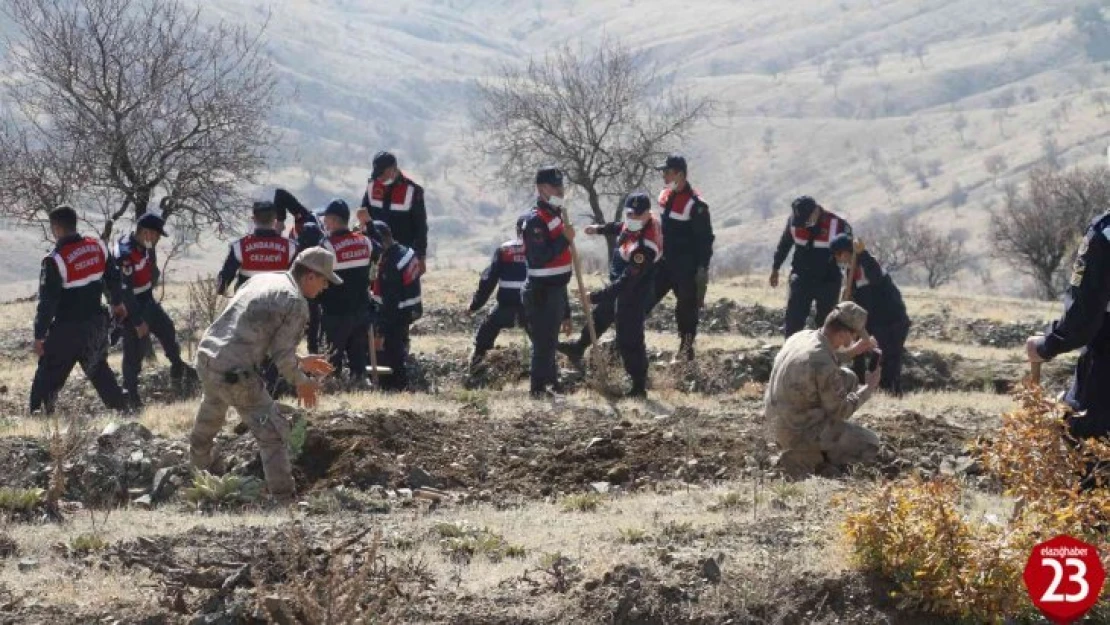 Elazığ Jandarma, Harput Mahallesine 2 bin fidan dikti