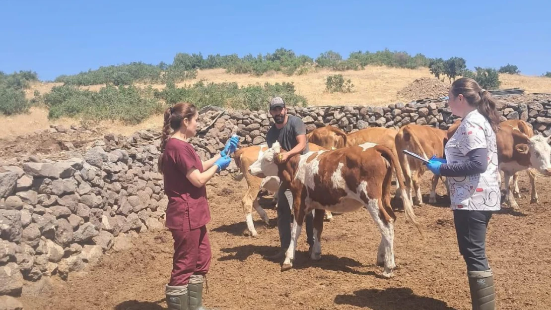 Elazığ Karakoçan'da Büyükbaş Hayvanlara Aşılama Çalışması