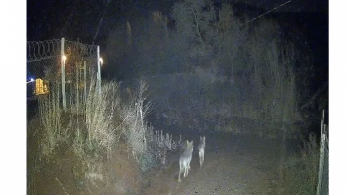 Elazığ Sivrice'de Kurtlar Yerleşim Alanına Yakın Görüntülendi