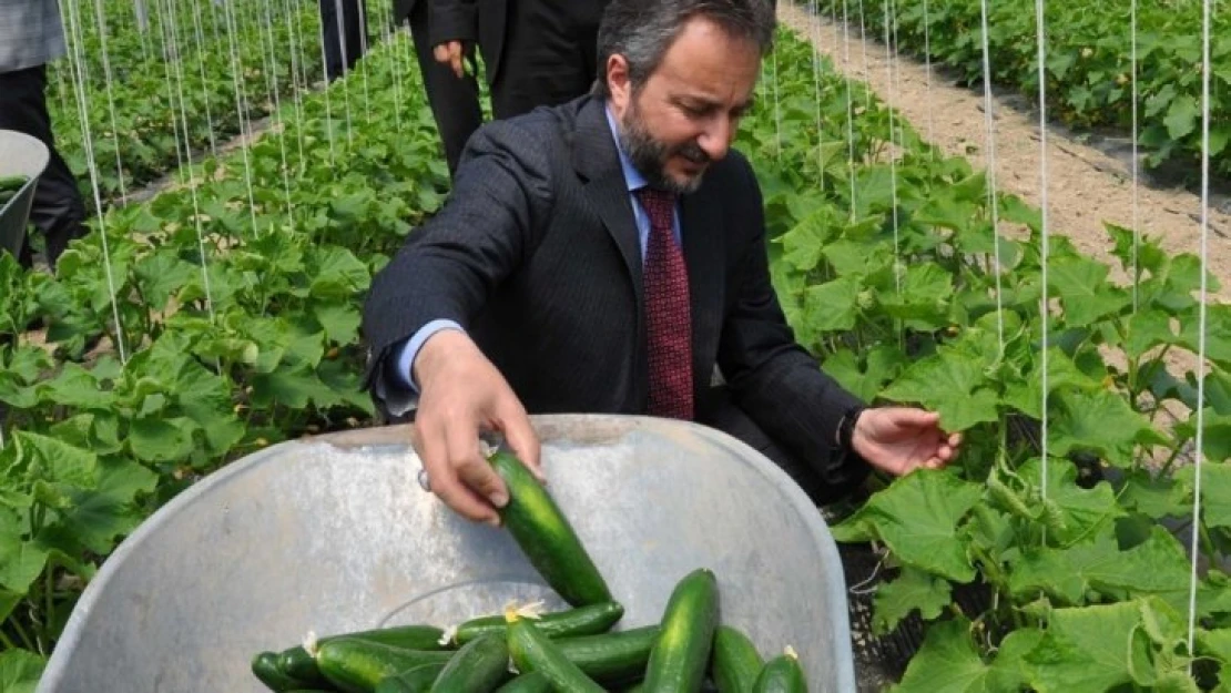 Elazığ'da Serada İlk Hasat Salatalık