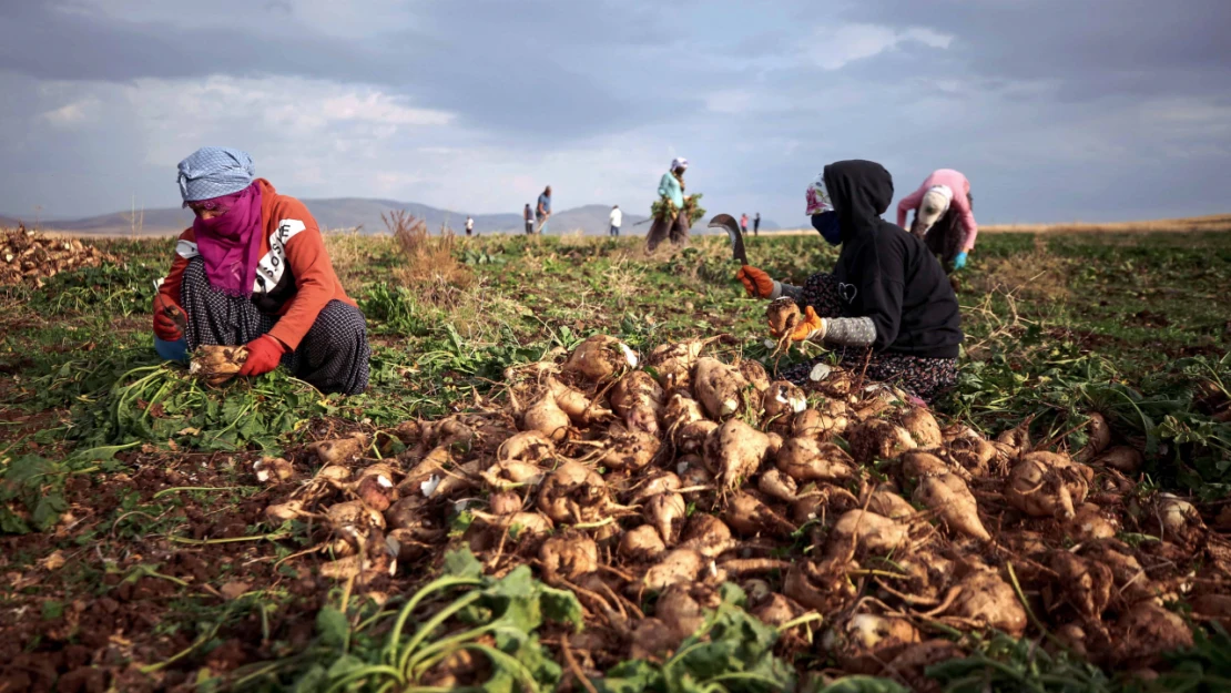 Elazığlı Çiftçiler Sulu Tarımla Ürün Çeşitliliğini Çoğalttı