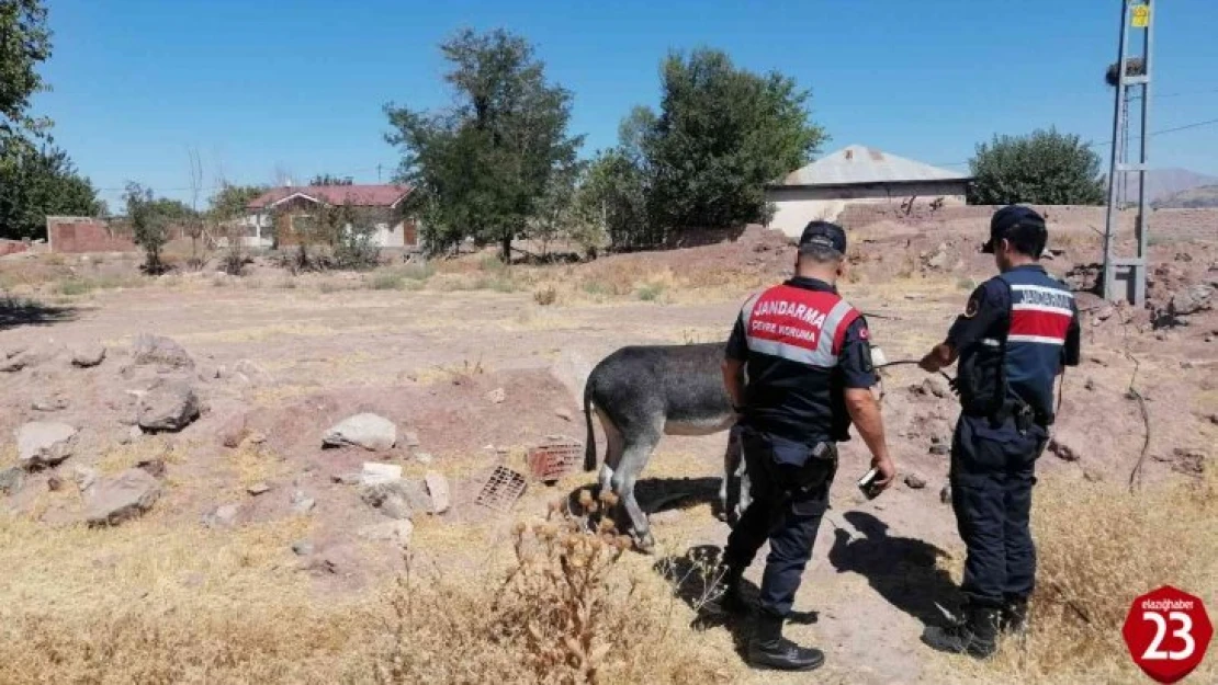 Eşekleri traktörün arkasına bağlayıp sürüklemişti, o sürücü bulundu ceza kesildi