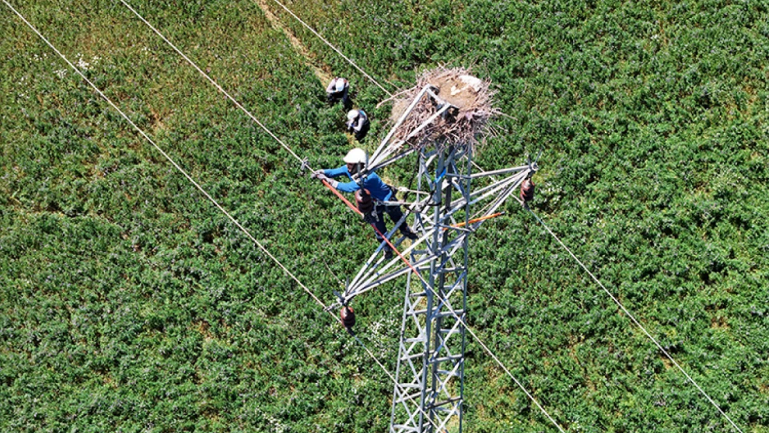 Fırat EDAŞ'tan Leylek Göçüne Duyarlı Enerji Çalışmaları