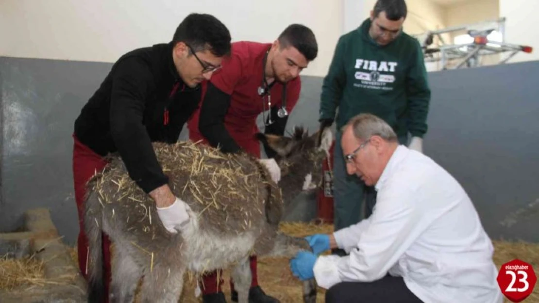 Fırat Üniversitesi Hayvan Hastanesi'nde Bir Yıl 7 Bin 600 Hayvan Tedavi Edildi