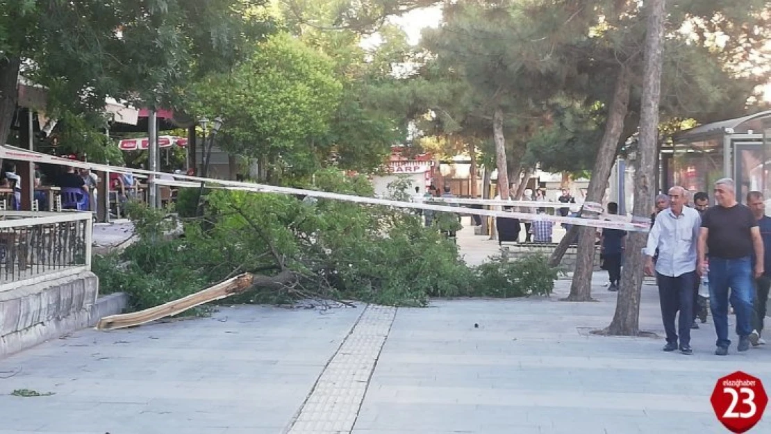 Elazığ'da Şiddetli Fırtına Ağaç Devirdi, 1 Kişi Yaralandı