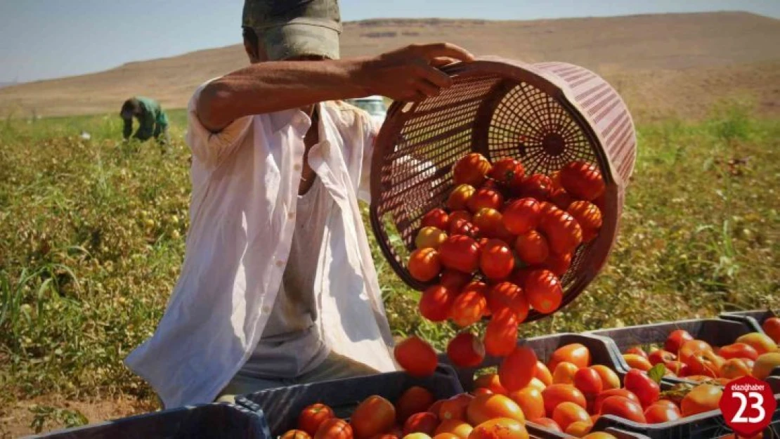 Elazığ'da Domates Tarlada 2,5 TL , Markette İse 13 TL