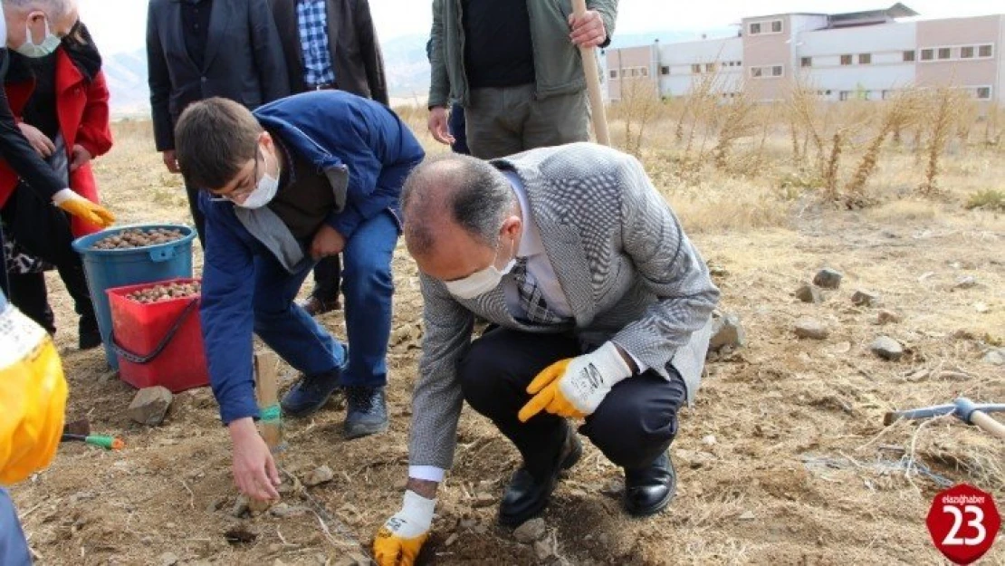 FÜ Fidan Üretim Merkezi'nde cevizler toprakla buluştu