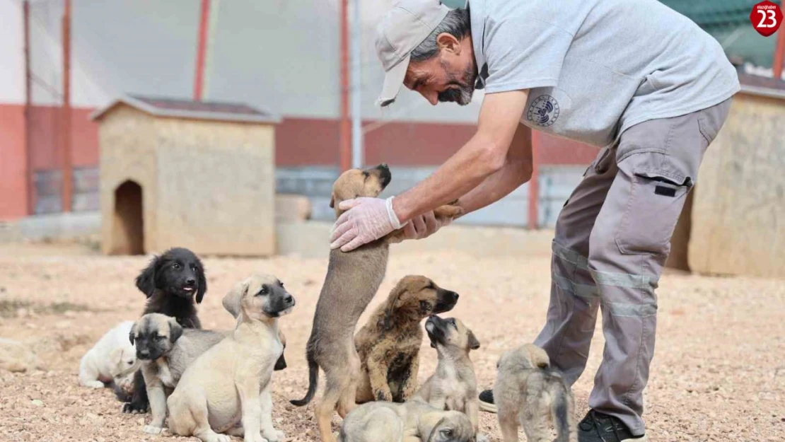 Geçici Hayvan Bakımevi ve Rehabilitasyon Merkezi'nde 9 bin hayvan tedavi edildi