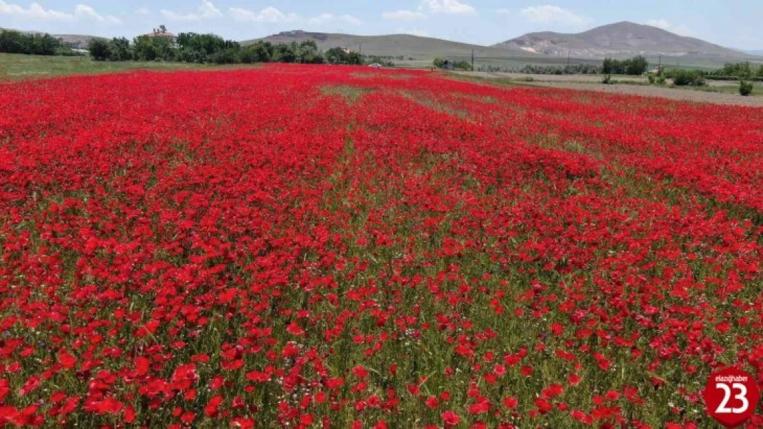 Elazığ'da Gelincik Tarlası Görenleri Mest Etti