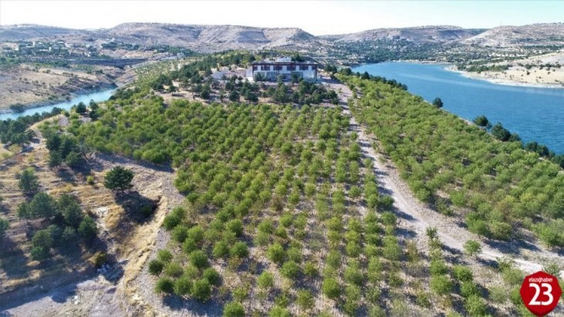 Güzelliği İle Dikkat Çeken Badem Adası'nda Hasat Zamanı