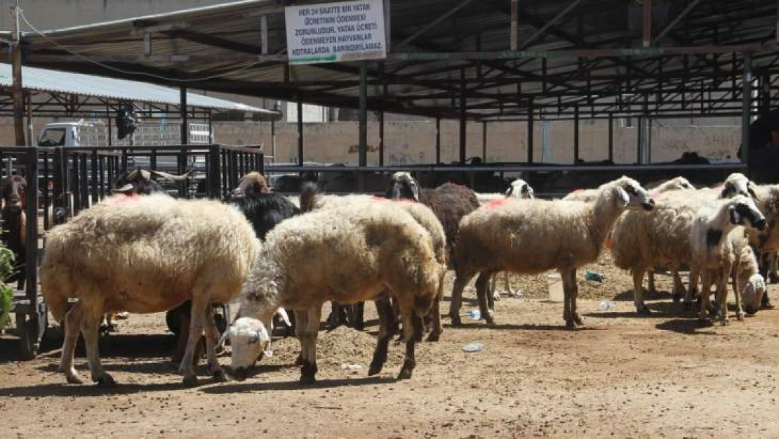 Elazığ'da Kurbanlıklara Pazara İndi, İşte Fiyatlar