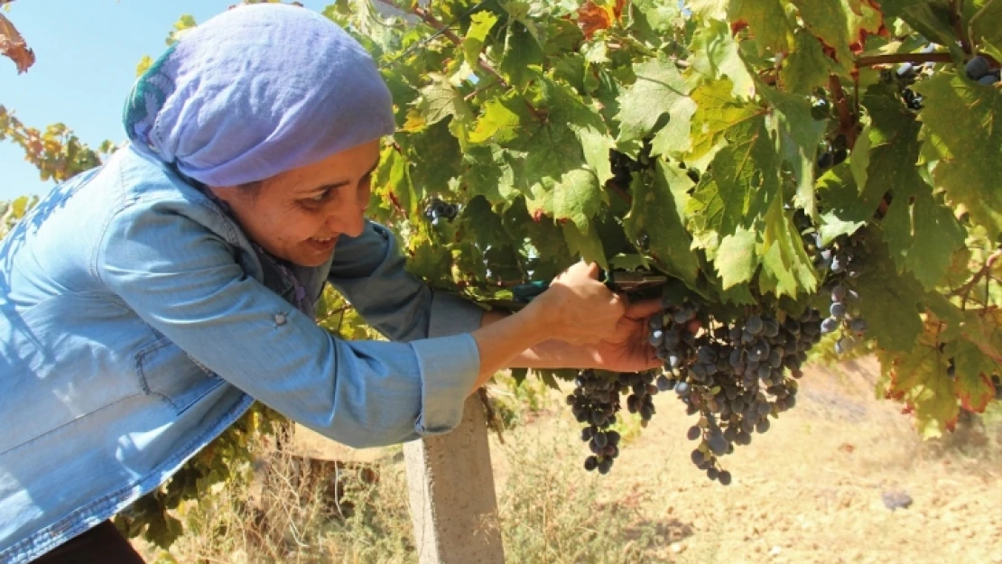 Elazığ'da Bağ Bozumu İşçilerin Ekmek Kapısı Oldu