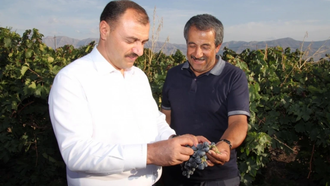 Vali Kaldırım, Elazığ Üzümünün Merkezi Hoş Köyünü Ziyaret Etti