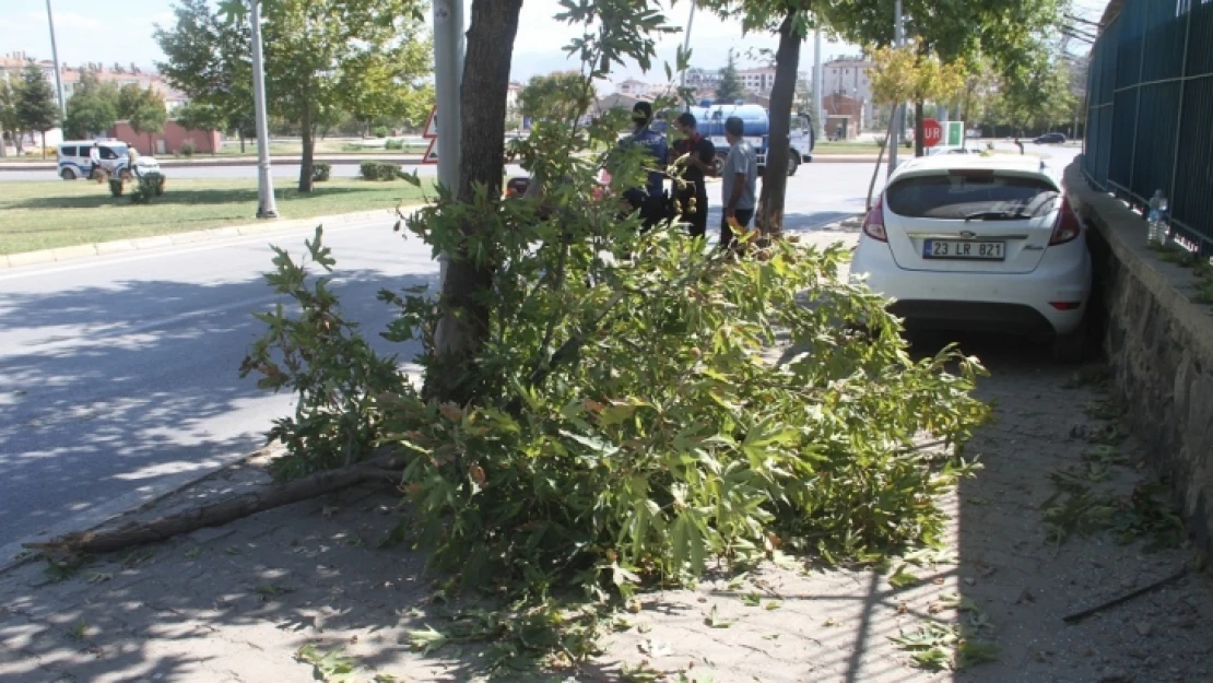 Yoldan Çıkan Otomobil Ağaca Çarptı, 1 Yaralı