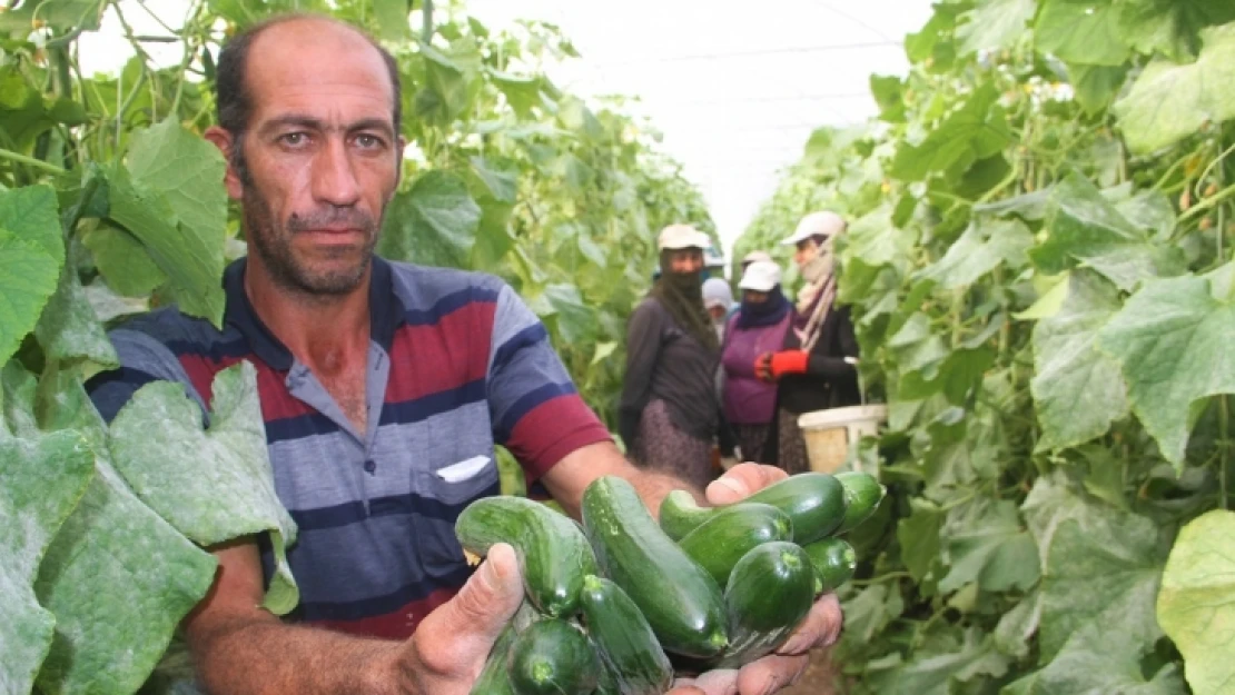 Elazığ'da Yılda 1 milyon 750 bin Ton Salatalık Üretiyor