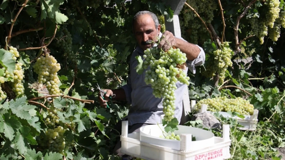 Üzüm'de Elazığ'da Bereket Yılı