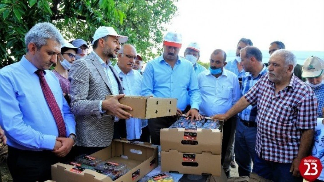 Harput kirazı hasattan sonra el değmeden müşteriye gidecek