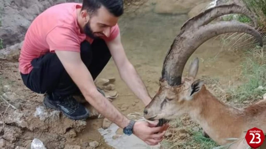 Baskil'de Hasta Yaban Keçisini 3 Kilometre Sırtlarında Taşıdılar