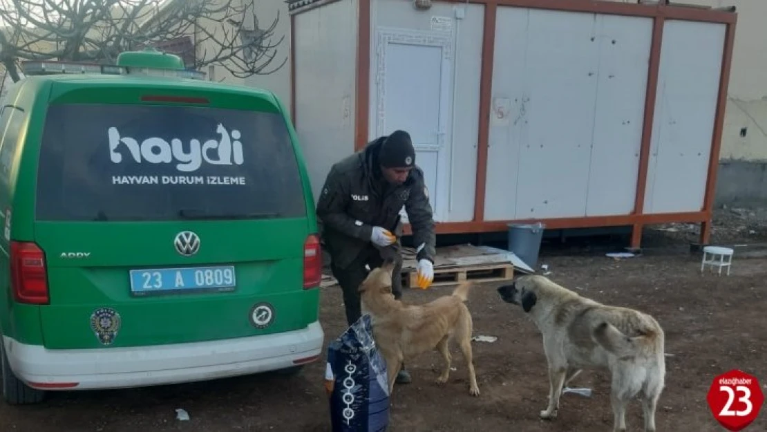 HAYDİ, deprem bölgesindeki can dostlarını yalnız bırakmadı