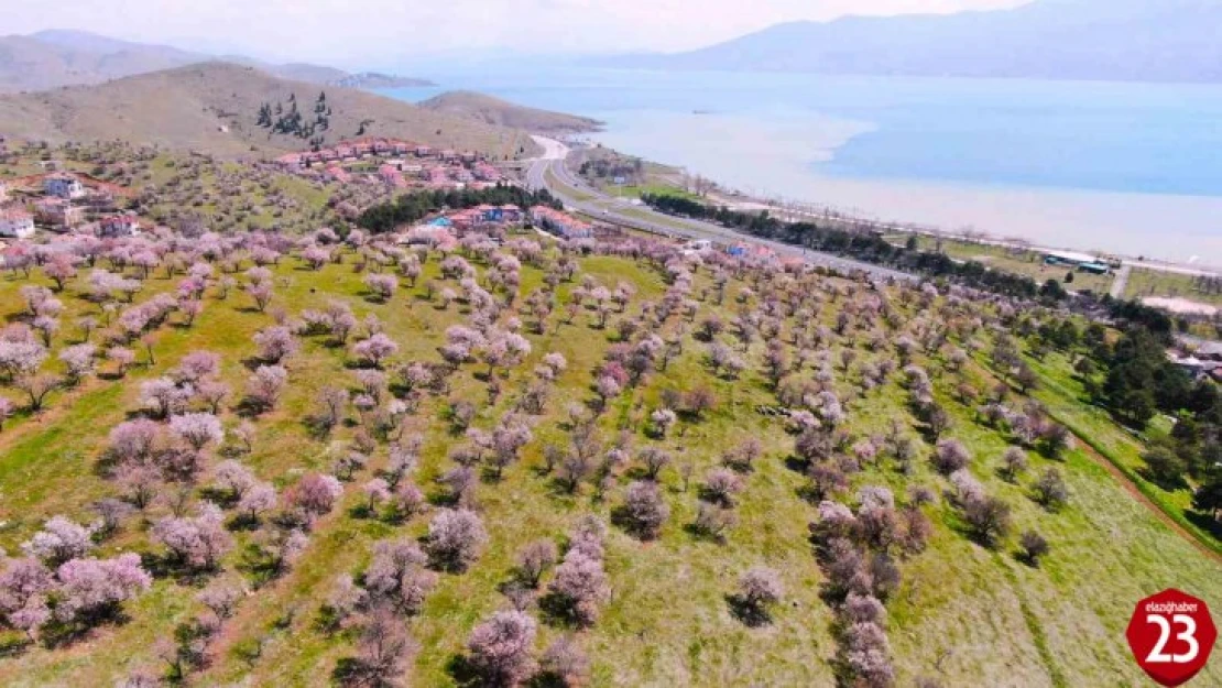 Hazar Gölü kıyısında badem ağaçları çiçek açtı, eşsiz manzara havadan görüntülendi