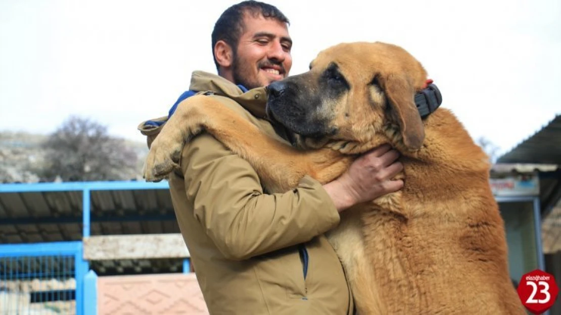 Hobisini işe dönüştüren vatandaş insan boyunda çoban köpekleriyle çiftlik kurdu