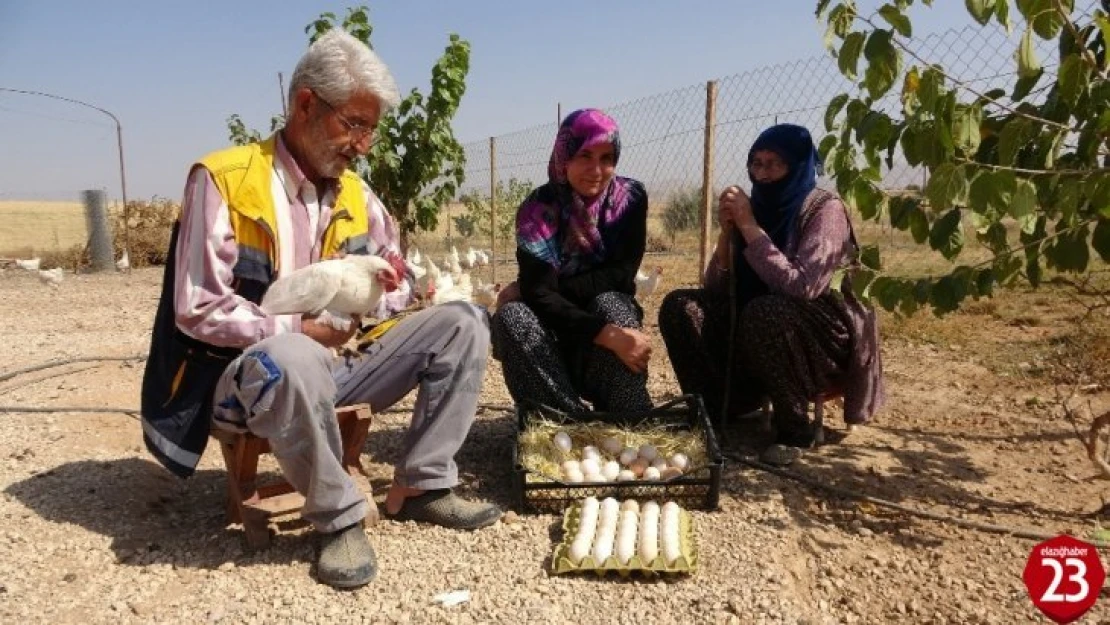 Hobiyi, Çiftliğe Çeviren Çift, Yumurta İle Para Kazanmaya Başladı