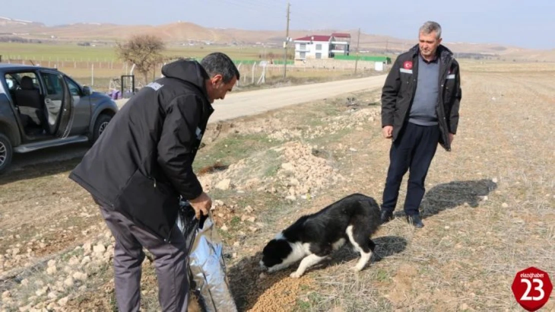 İl Özel İdaresi sokak hayvanlarını unutmadı