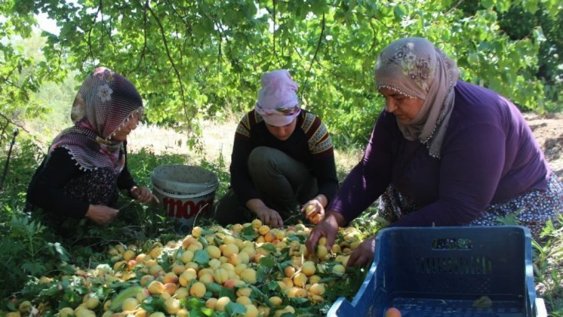 Baskil'de 1 Milyon Ağaçta Kayısı Hasadı Başladı