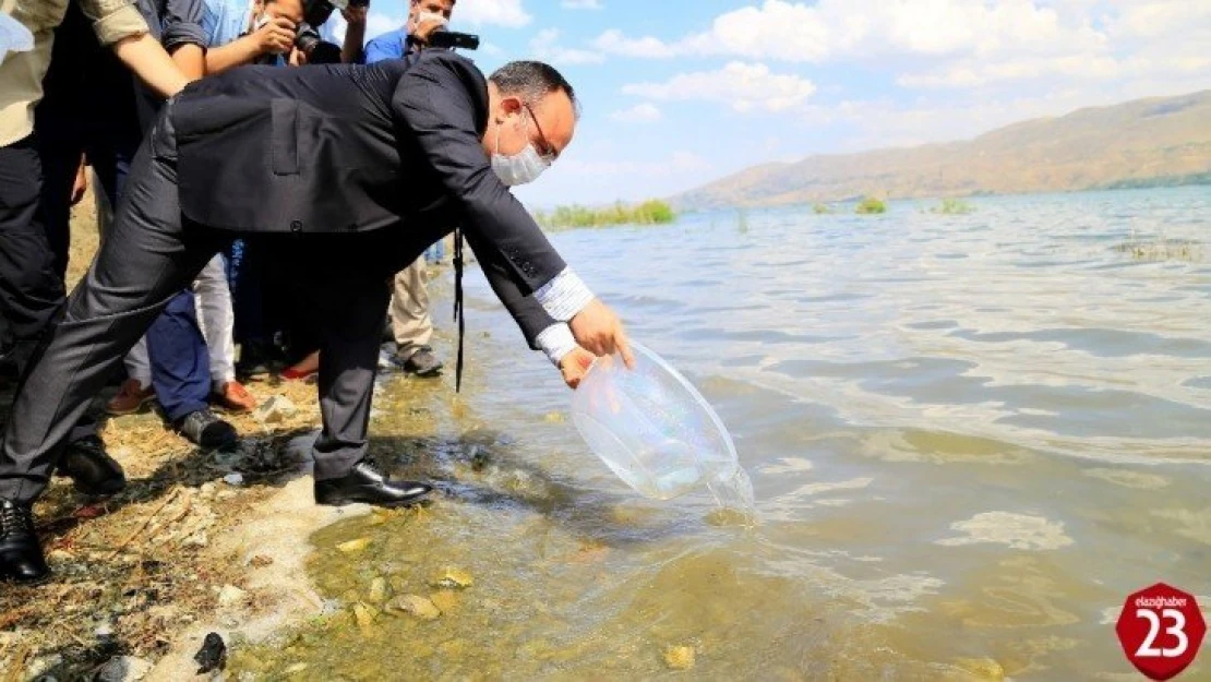 İlk defa üretimi yapılan 420 bin adet siraz balığı, Hazar Gölü'ne bırakıldı