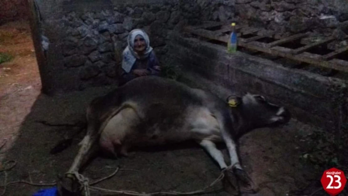 Arıcak'ta İneği Ölen Yaşlı Kadına Vali Kaldırım'dan Yardım Eli Uzandı