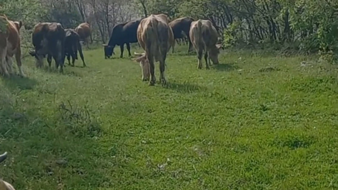 İneklerini otlatırken yılan soktu, hastaneye kaldırıldı