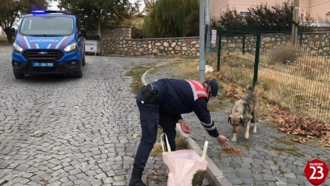 Jandarma, kısıtlama da sessiz dostlarını beslemeyi ihmal etmedi