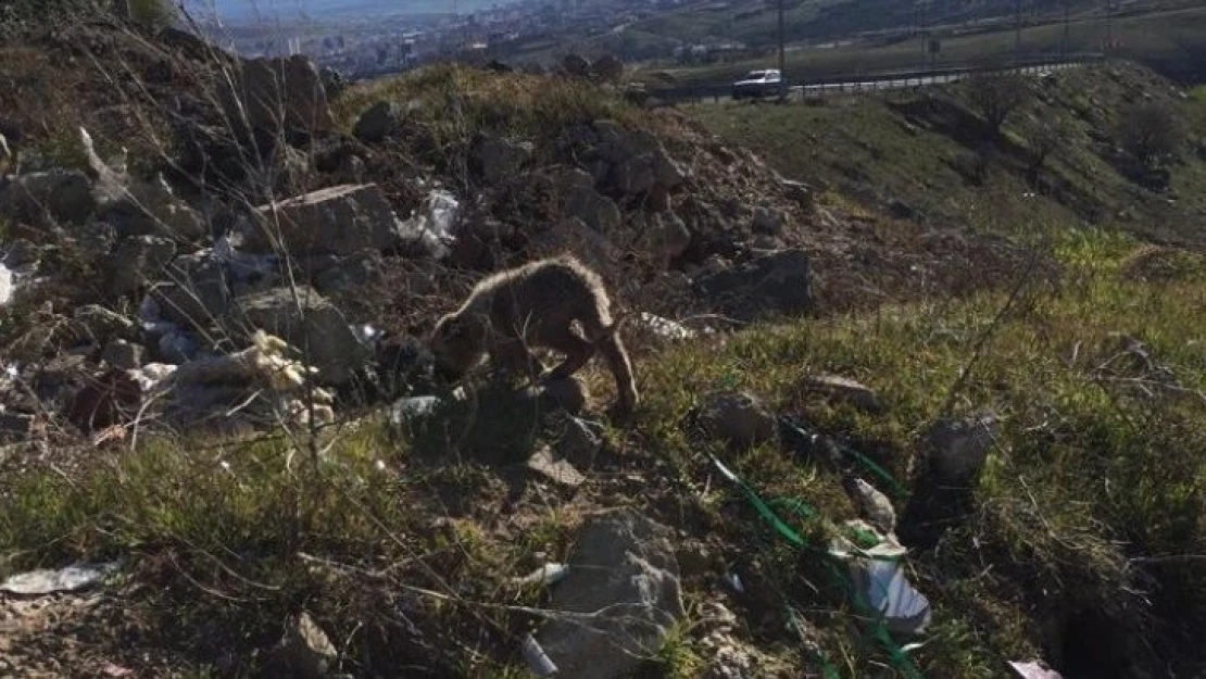 Kafası Kavanoza Sıkışan Yavru Köpeği Mehmetçik Kurtardı