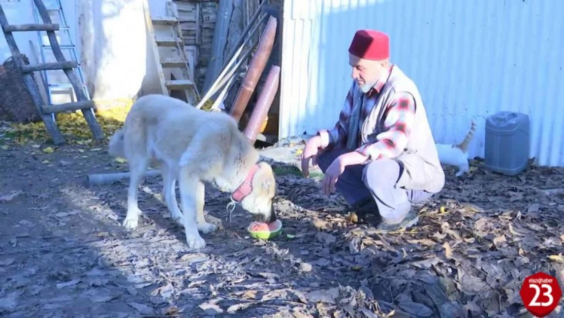 Kangal Köpeğinin Et Yerine Sebze Yediğini Gören Elazığlının Şiveli Tepkisi Güldürdü