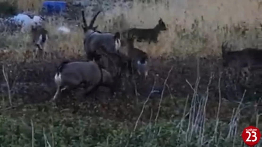 Karaleylek kanyonu çevresinde yaban keçi sürüsü görüntülendi