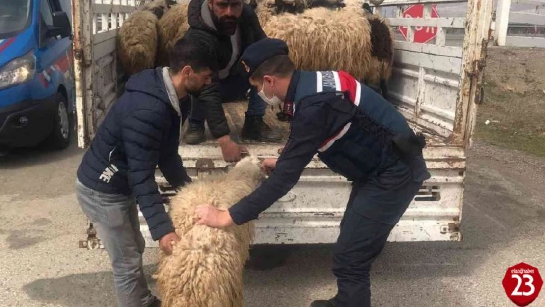 Kayıp hayvanlar jandarma tarafından bulundu