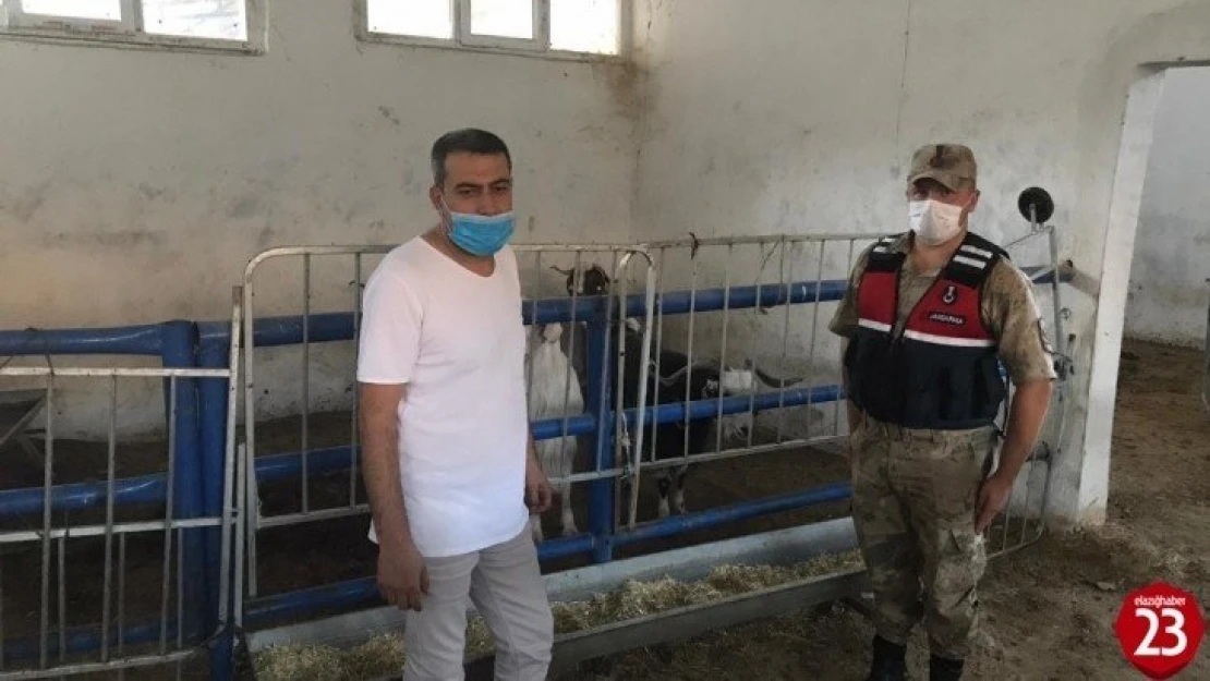 Kayıp hayvanları, jandarma 12 kilometre uzaklıkta buldu