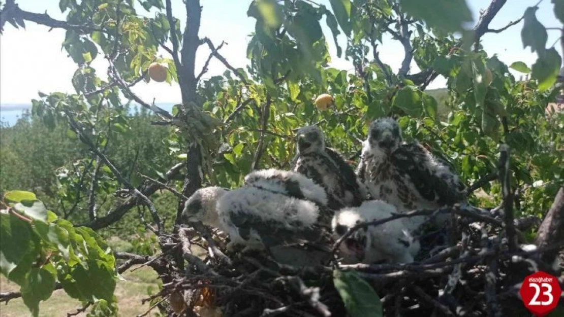 Kayısı ağacına atmaca yuva yapınca hasat yapmadı