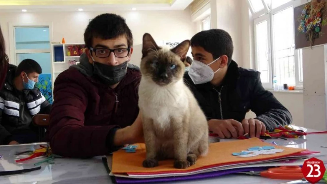 Kedi Helva Özel Öğrencilerin ve Okulun Maskotu Oldu