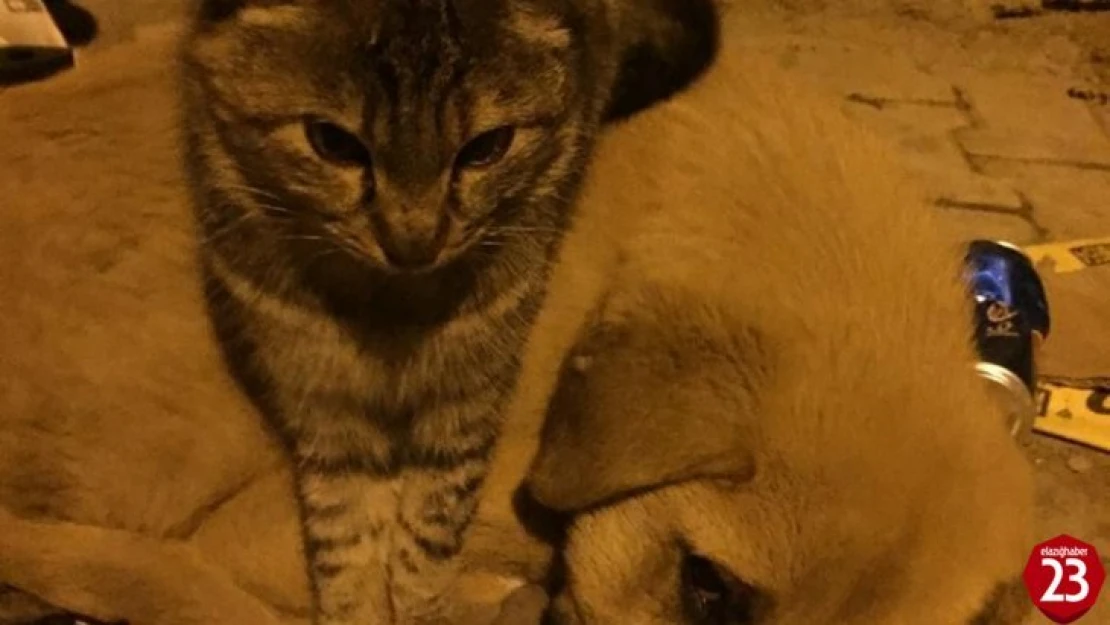 Kedi ile köpeğin şaşırtan dostluğu