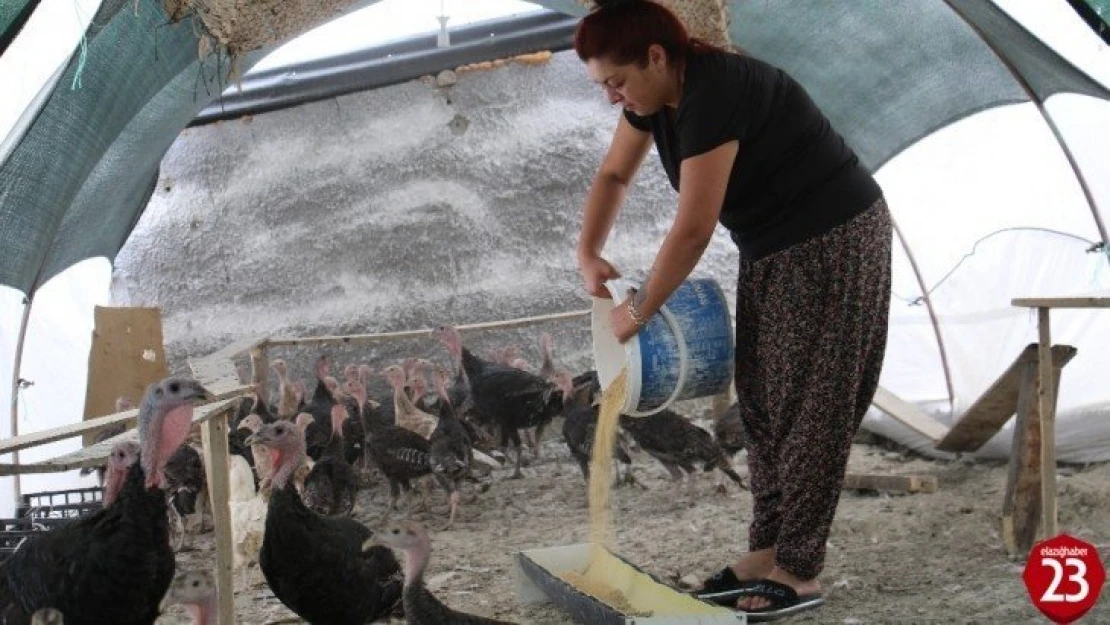 Kendi çiftliğini kurdu, bir yılda 200 bin adet tavuk ve hindi satışı yaptı