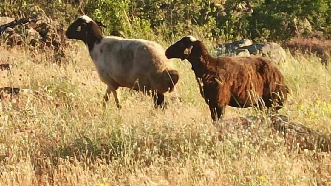 Kesime giderken kaçan kurbanlık koyunları jandarma buldu