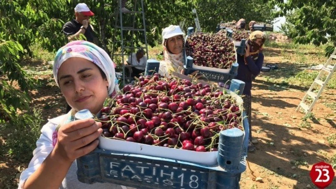 Kirazın diğer bölgelerde hasadı bitti, Harput'ta yeni başladı