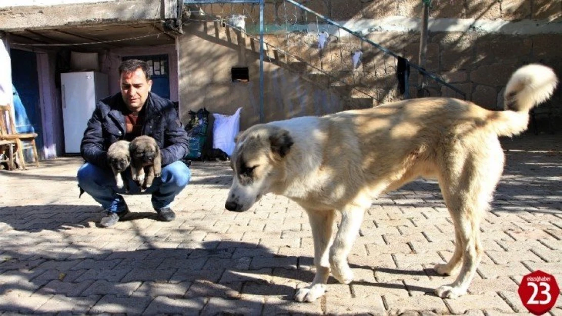 Kış geldi 850 hanelik köy 50'ye düştü, sokak hayvanları muhtara kaldı