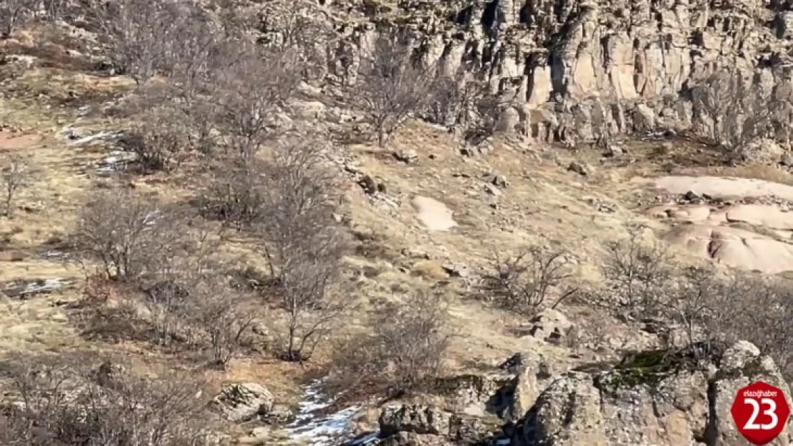 Kış uykusunda olması gereken anne ve yavru ayılar yiyecek ararken görüntülendi