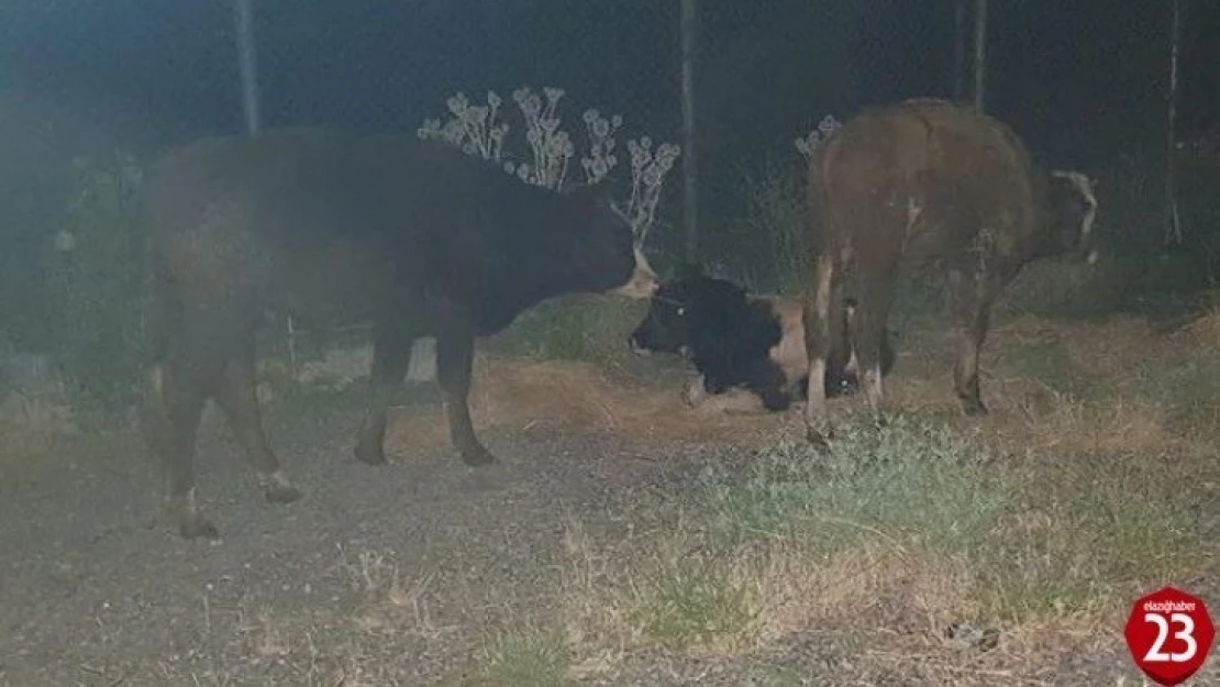 Koku gelince ortaya çıktı, kayıp hayvanlar 11 gün sonra halı sahada bulundu 1'i telef oldu