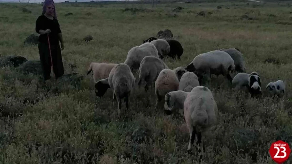 Köpeklerin saldırısına uğrayan 3 koyun telef oldu