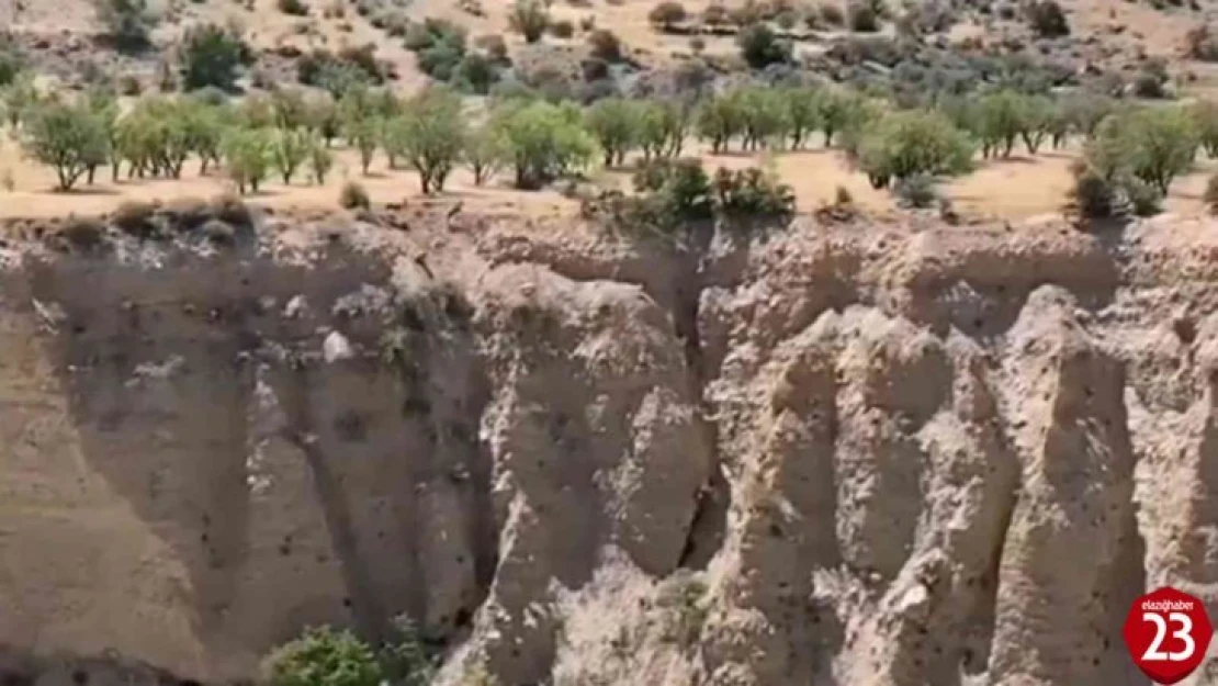 Koruma altındaki dağ keçileri sürü halinde görüntülendi