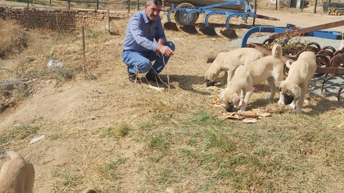 Köy Muhtarının Hayvan Sevgisi, Çeyrek Asırdır Sahipsiz Köpekleri Besliyor